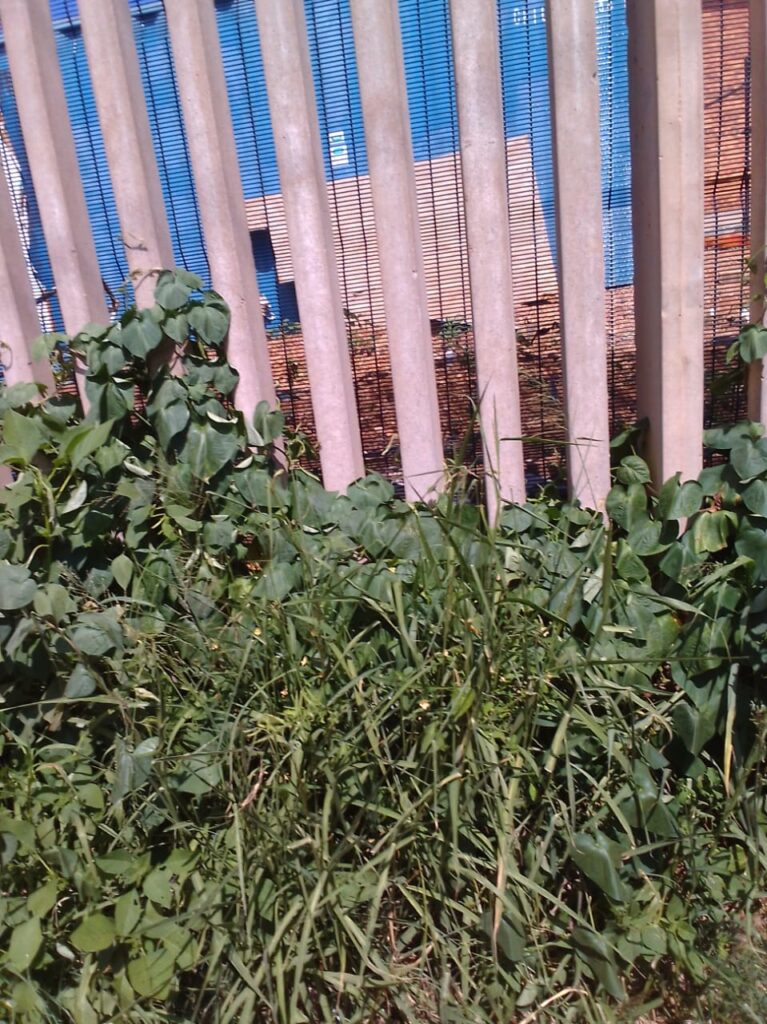 Shrubs growing on the parameter wall of Ribane Laka Secondary School