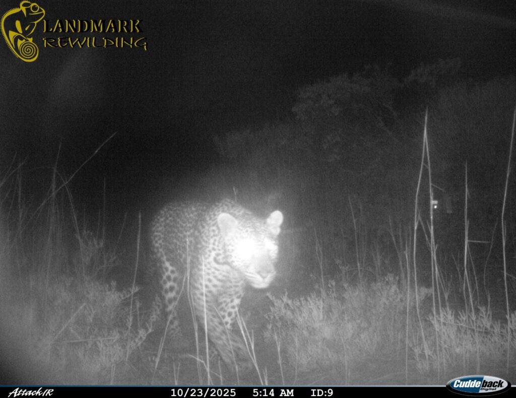 Leopard photographed in the West Coast National Park for the first time in 170 years photo supplied 