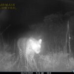 Leopard photographed in the West Coast National Park for the first time in 170 years photo supplied