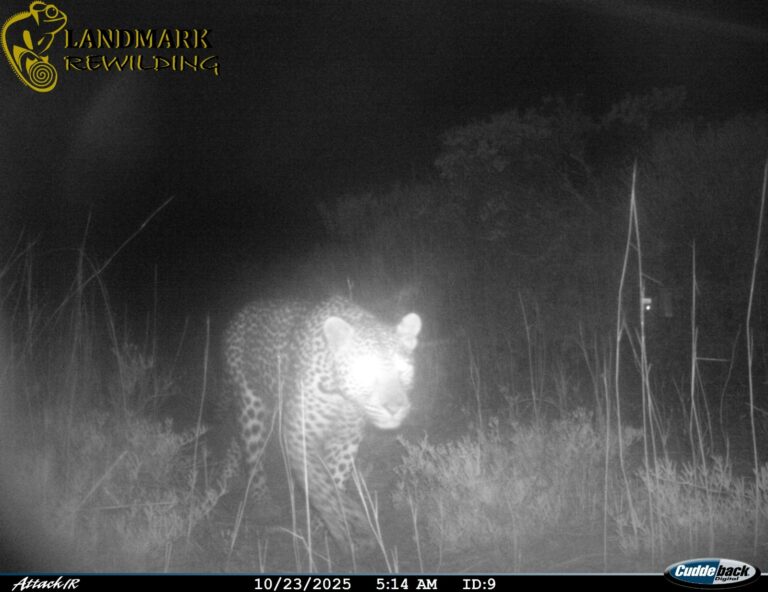 Leopard photographed in the West Coast National Park for the first time in 170 years photo supplied